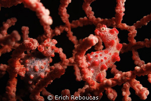 Pigmy seahorses in a "my best side" photo competition :) by Erich Reboucas 